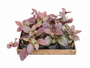 Hemigrafis Lisa ou Hera Roxa - Caixa com 15 unidades