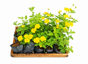 Lantana Amarela - Caixa com 15 unidades
