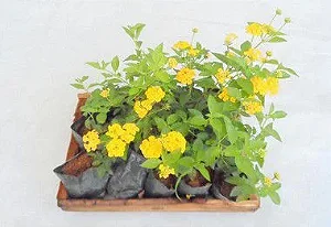 Lantana Amarela - Caixa com 15 unidades