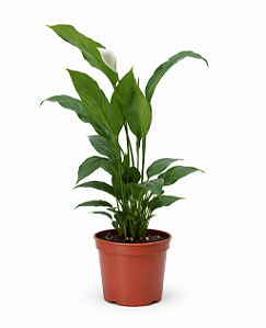 Lírio da Paz - Pote 15