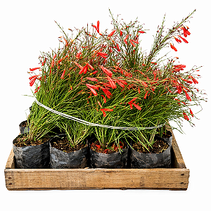 Russélia Vermelha - Caixa com 15 unidades