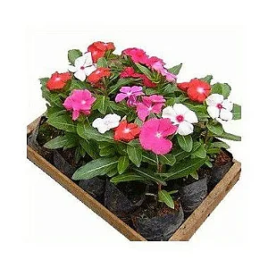 Vinca - Caixa com 15 unidades