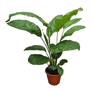 Ciclanto - 60 a 80 cm