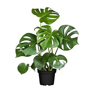 Costela-de-Adão Planta Natural (Monstera Deliciosa) – Ideal para Sala, Jardim e Decoração - Entrega grátis no Rio de Janeiro