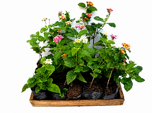 Lantana Camara - Caixa com 15 unidades