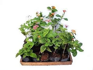 Lantana Camara - Caixa com 15 unidades