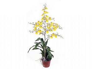 Orquídea Oncidium Aloha - Amarela