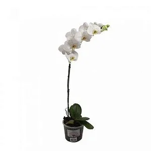 Orquídea Phalaenopsis - Branca