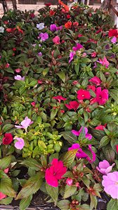 Sunpatiens - Caixa com 10 unidades