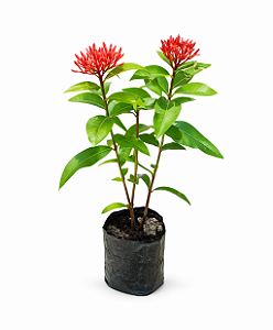 Mini Ixora Rei Vermelha
