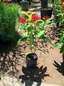 Mini Ixora Rei Vermelha