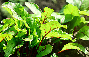 Beterraba - Caixa com 15 unidades