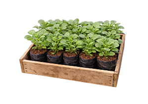 Agrião - Caixa com 15 unidades