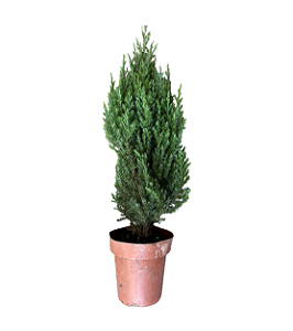 Pinheiro Strickta - 35 a 45 cm