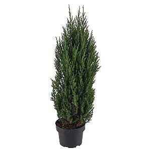 Pinheiro Strickta - 90 cm