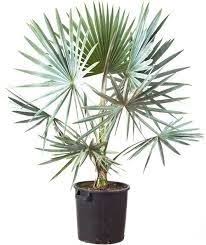 Palmeira Bismarckia - 1,50 metros