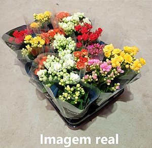 Kalanchoe - Caixa com 15 unidades (Cores Variadas)