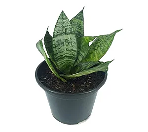 Mini Espada de São Jorge - Caixa com 10 unidades