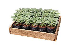 Beringela - Caixa com 15 unidades