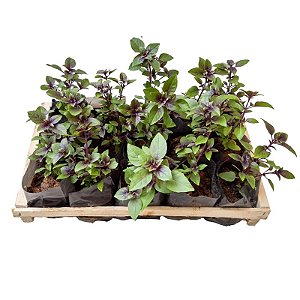 Manjericão Roxo - Caixa com 15 unidades