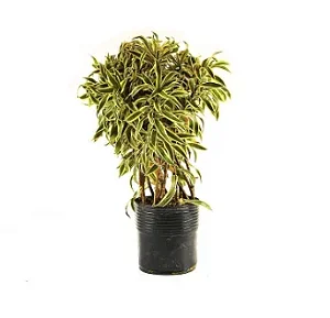 Pleomele Variegata - 40 a 80 cm