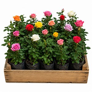 Rosa Colombiana - Caixa com 15 unidades
