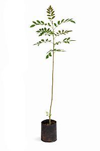 Aroeira Pimenta - 1,50 a 1,70 metros