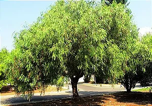 Aroeira Salsa - 1,80 a 2,20 metros