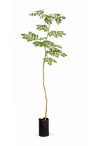 Pau Ferro - 1,80 a 2,20 metros