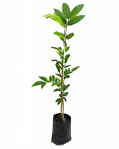 Cabeludinha - 60 cm a 1 metro