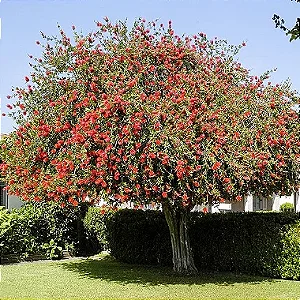 Callistemon Vermelho - 1,80 a 2,20 metros