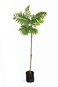 Canafístula - 1,80 a 2,20 metros