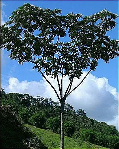 Embaúba - 1,80 a 2,20 metros