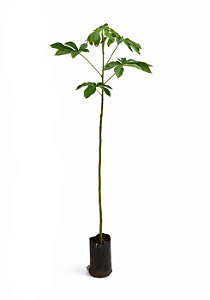 Embaúba - 1,80 a 2,20 metros