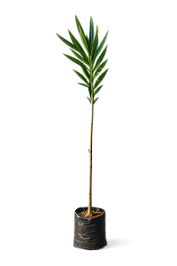 Espirradeira Rosa - 1,50 a 1,70 metros