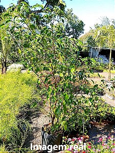 Ficus Benjamina - 1,00 a 1,50 metros