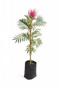 Grevílea Anã - 60 cm a 1,00 metro