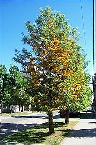 Grevílea Robusta - 1,00 a 1,40 metros