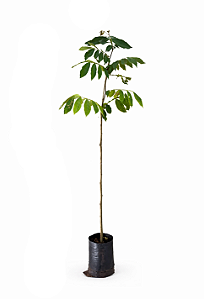 Ingá - 1,50 a 1,70 metros