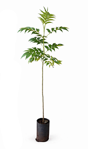 Ipê de Jardim Mirim - 1,80 a 2,20 metros