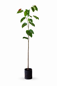 Jatobá - 1,80 a 2,20 metros