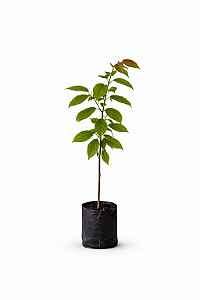 Jequitibá Rosa - 60 cm a 1,00 metro