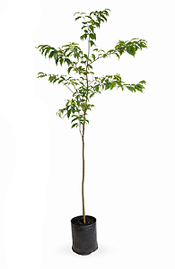 Mirindiba - 1,80 a 2,20 metros