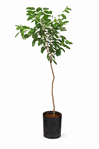 Oiti - 1,50 a 2,20 metros