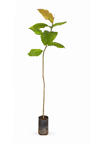 Pau Formiga - 1,80 a 2,20 metros