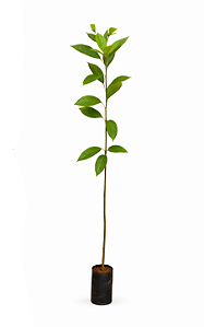 Pau Mulato - 1,80 a 2,20 metros