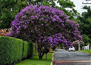 Quaresmeira Roxa - 1,80 a 2,20 metros