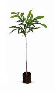 Saboneteira - 60 cm a 1 metro