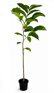 Sapucaia - 1,80 a 2,20 metros