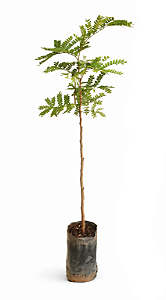 Sibipiruna - 1,80 a 2,20 metros